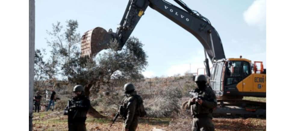 Taner Vural: Filistin’in Zeytin Ağaçları..